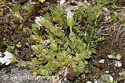 Einblütiges Hornkraut (Cerastium uniflorum) (F278761)