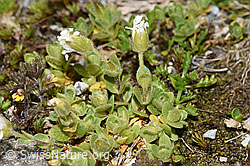 Einblütiges Hornkraut (Cerastium uniflorum) (F278763)