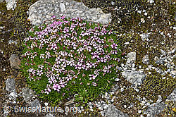 Kalk-Polsternelke (Silene acaulis) (F278775)