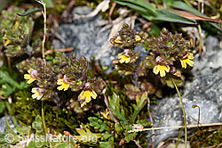 Zwerg-Augentrost (Euphrasia minima) (08.2024, F278780)
