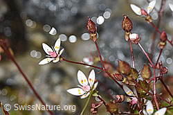 Saxifraga stellaris (F278784)