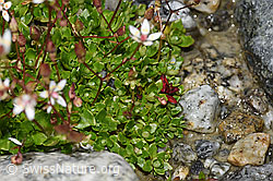 Saxifraga stellaris (F278785)