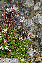Saxifraga stellaris (F278786)