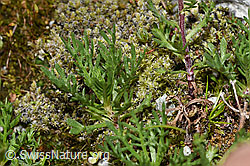 Achillea erba-rotta ssp. moschata (F278792) Achillea erba-rotta ssp. moschata (F278792)