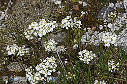 Moschus-Schafgarbe (Achillea erba-rotta ssp. moschata) (08.2024, F278795)