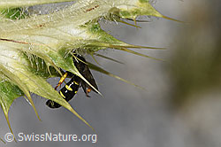 Crabro peltatus on Cirsium spinosissimum (F278804)