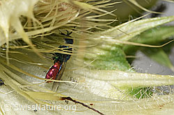 Chrysis ruddii (Goldwespe) auf Alpen-Kratzdistel (Cirsium spinosissimum) (F278811)