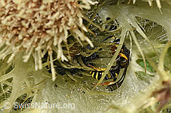 Crabro peltatus on Cirsium spinosissimum (F278825)