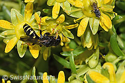 Crabro peltatus on Saxifraga aizoides (F278836)