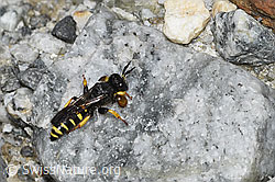 Crabro peltatus (F278838)