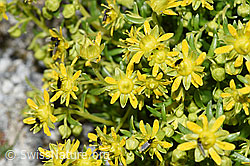 Bewimperter Steinbrech (Saxifraga aizoides) (08.2024, F278844)
