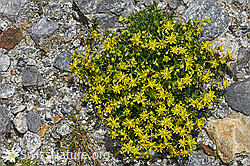 Bewimperter Steinbrech (Saxifraga aizoides) (08.2024, F278847)