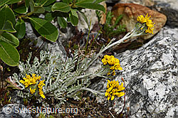 Graues Greiskraut (Senecio incanus) (F278852)