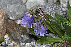 Bärtige Glockenblume (Campanula barbata) (F278857)