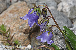 Bärtige Glockenblume (Campanula barbata) (F278858)