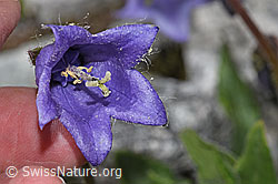 Bärtige Glockenblume (Campanula barbata) (F278859)