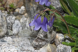 Bärtige Glockenblume (Campanula barbata) (F278866)