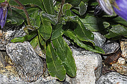 Bärtige Glockenblume (Campanula barbata) (F278870)