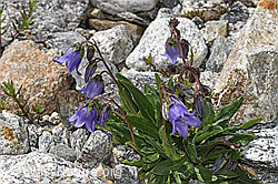 Bärtige Glockenblume (Campanula barbata) (F278876)
