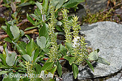Sal-Weide (Salix caprea) (F278881)