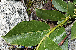 Sal-Weide (Salix caprea) (F278884)