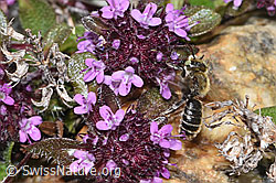 Vielhaariger Thymian (Thymus polytrichus)