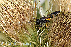 Crabro peltatus on Cirsium spinosissimum (F278923)