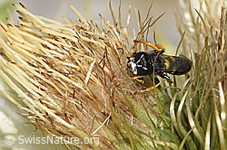 Crabro peltatus on Cirsium spinosissimum (F278927)