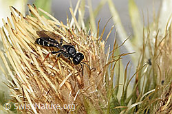 Crabro alpinus (Grabwespe)