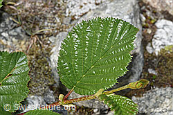 Grün-Erle (Alnus viridis) (08.2024, F278932)