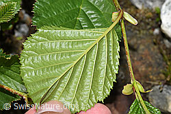 Alnus viridis (F278933)