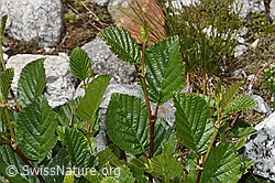 Alnus viridis (F278936)