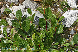 Grün-Erle (Alnus viridis) (08.2024, F278937)
