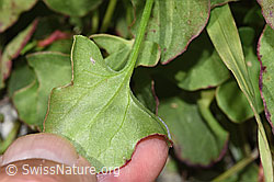 Rumex scutatus (F278952)