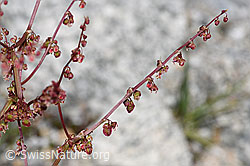 Rumex scutatus (F278955)