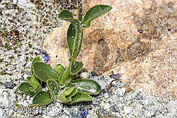 Veronica bellidioides (F278973)