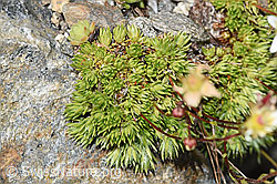 Moosartiger Steinbrech (Saxifraga bryoides) (08.2024, F278999)