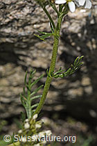 Moschus-Schafgarbe (Achillea erba-rotta ssp. moschata) (F279009) Moschus-Schafgarbe (Achillea erba-rotta ssp. moschata) (F279009)