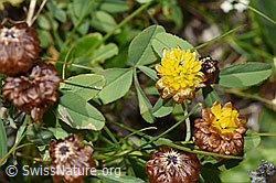 Braun-Klee (Trifolium badium) (08.2024, F279014)