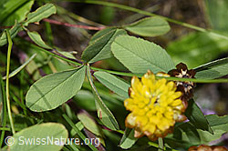 Braun-Klee (Trifolium badium) (F279016)