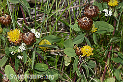 Braun-Klee (Trifolium badium) (08.2024, F279017)