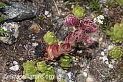 Berg-Hauswurz (Sempervivum montanum) (F279018)