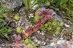 Berg-Hauswurz (Sempervivum montanum) (F279022)
