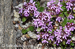 Thymus praecox ssp. polytrichus (F279024) Thymus praecox ssp. polytrichus (F279024)