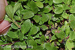 Thymus praecox ssp. polytrichus (F279026) Thymus praecox ssp. polytrichus (F279026)