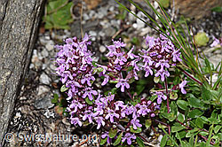 Thymus praecox ssp. polytrichus (F279027) Thymus praecox ssp. polytrichus (F279027)
