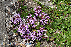 Thymus praecox ssp. polytrichus (F279028) Thymus praecox ssp. polytrichus (F279028)