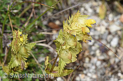 Rhinanthus glacialis (F279029)