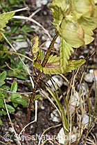 Rhinanthus glacialis (F279030)