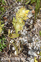 Rhinanthus glacialis (F279031)